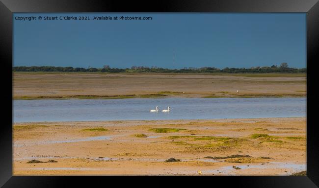 Swans at Pagham Harbour  Framed Print by Stuart C Clarke