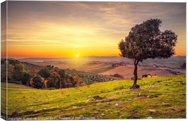Windy Olive Tree at Sunset. Tuscany Canvas Print by Stefano Orazzini