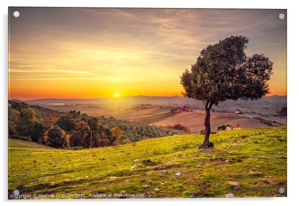 Windy Olive Tree at Sunset. Tuscany Acrylic by Stefano Orazzini
