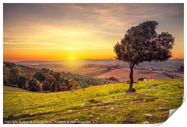 Windy Olive Tree at Sunset. Tuscany Print by Stefano Orazzini