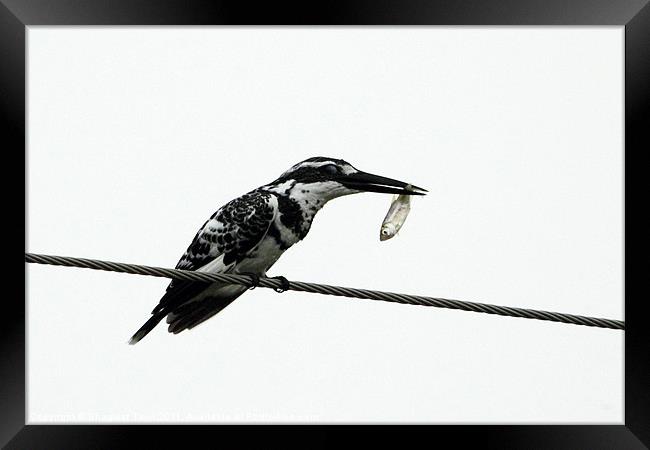 Pied Kingfisher with prey Framed Print by Bhagwat Tavri
