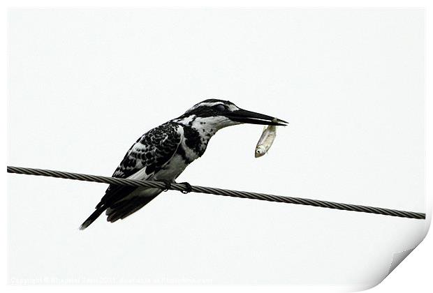 Pied Kingfisher with prey Print by Bhagwat Tavri