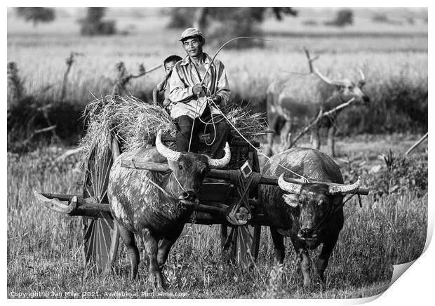 Man driving an Ox Cart in Cambodia Print by Ian Miller
