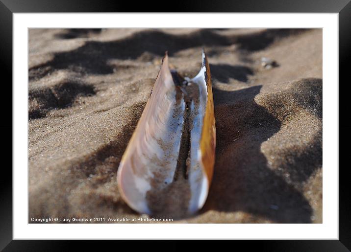 Razor shell Framed Mounted Print by Lucy Goodwin