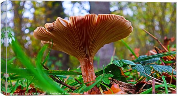 Flat Mushroom Underbelly at Foxley Woods Canvas Print by GJS Photography Artist