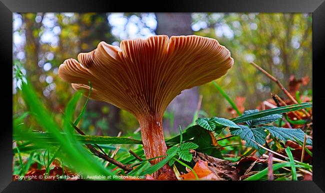 Flat Mushroom Underbelly at Foxley Woods Framed Print by GJS Photography Artist
