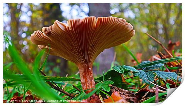 Flat Mushroom Underbelly at Foxley Woods Print by GJS Photography Artist