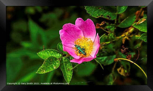 Green Thick Legged Flower Beetle Framed Print by GJS Photography Artist