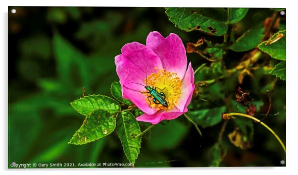 Green Thick Legged Flower Beetle Acrylic by GJS Photography Artist