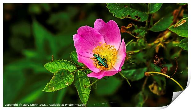 Green Thick Legged Flower Beetle Print by GJS Photography Artist