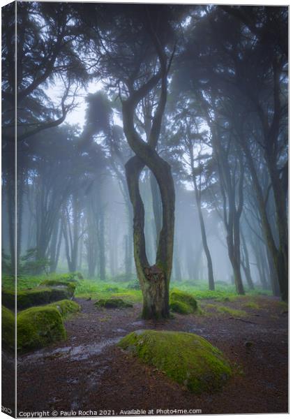 Rainy and foggy forest Canvas Print by Paulo Rocha
