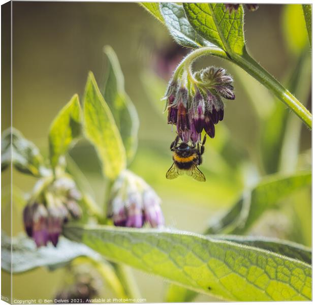 The Upside-Down Bumblebee Feeding Frenzy Canvas Print by Ben Delves