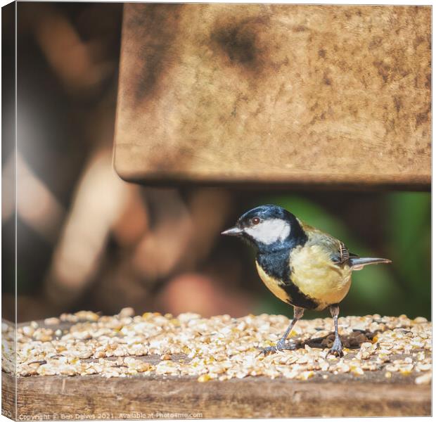 The Colourful Great Tit's Seed Banquet Canvas Print by Ben Delves