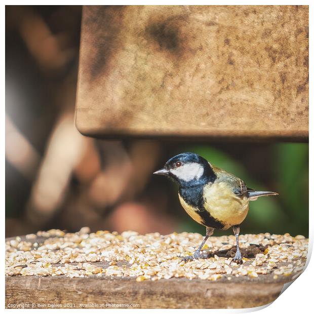The Colourful Great Tit's Seed Banquet Print by Ben Delves