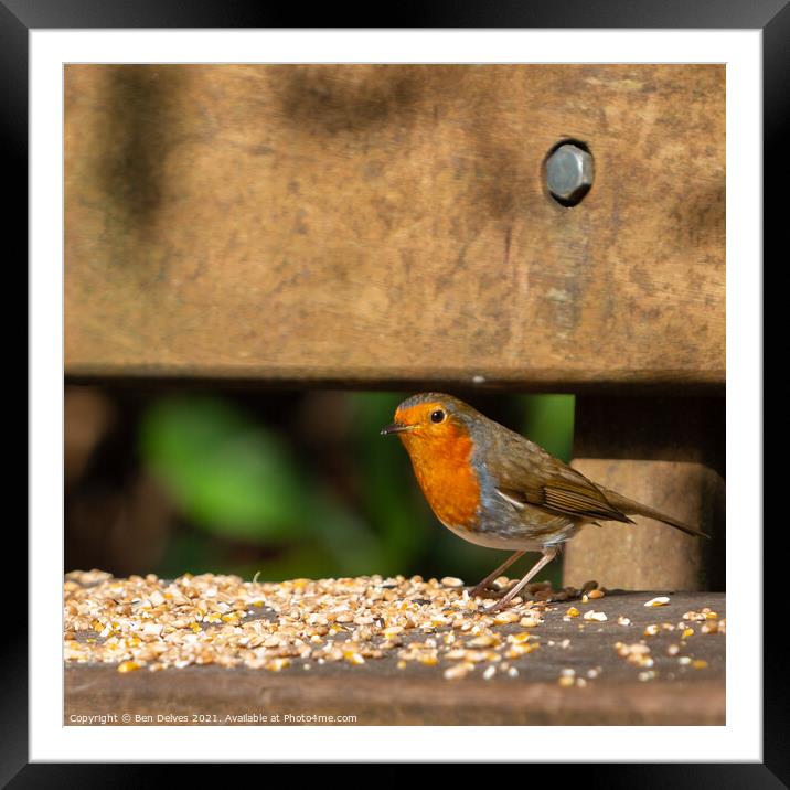 The Majestic Robin Redbreast Framed Mounted Print by Ben Delves