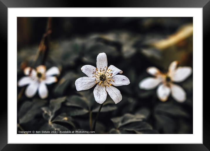 White Wildflowers Framed Mounted Print by Ben Delves