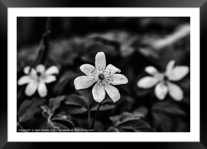 Delicate Beauty in Monochrome Framed Mounted Print by Ben Delves