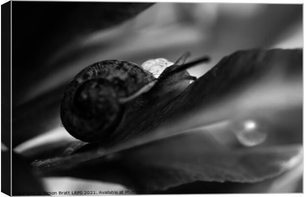 Garden snail abstract hiding in black and white Canvas Print by Simon Bratt LRPS