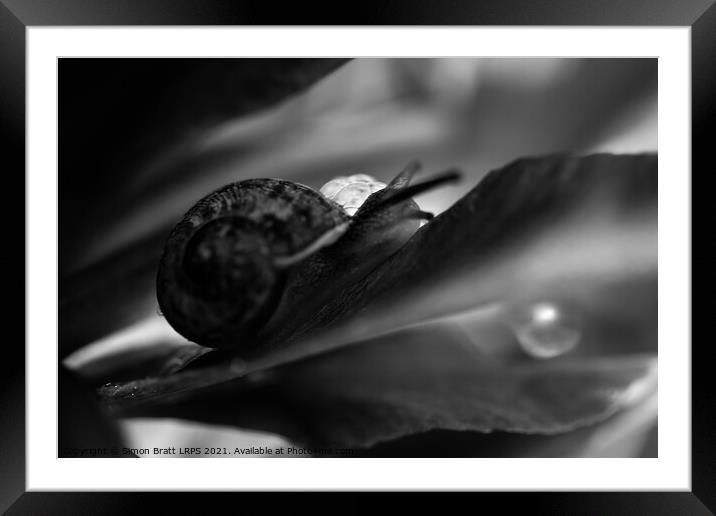 Garden snail abstract hiding in black and white Framed Mounted Print by Simon Bratt LRPS