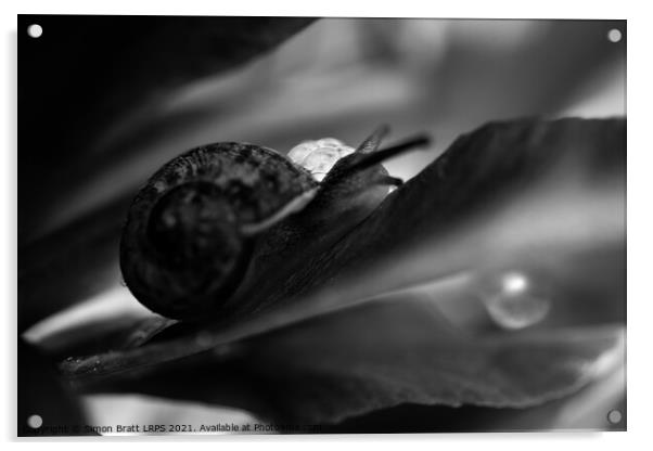 Garden snail abstract hiding in black and white Acrylic by Simon Bratt LRPS