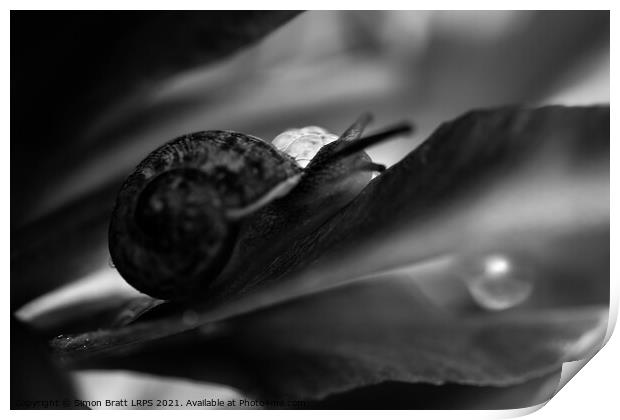 Garden snail abstract hiding in black and white Print by Simon Bratt LRPS