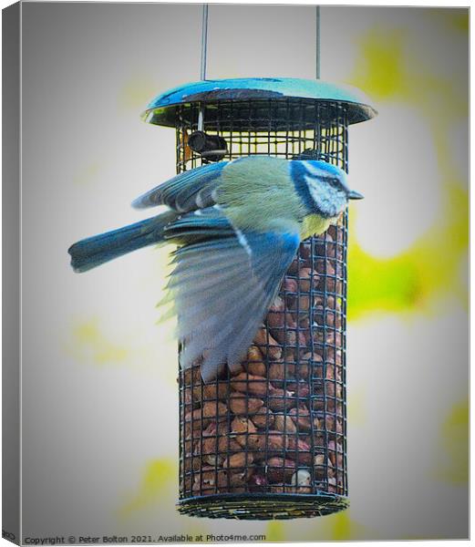 Blue Tit on a garden feeder. Canvas Print by Peter Bolton