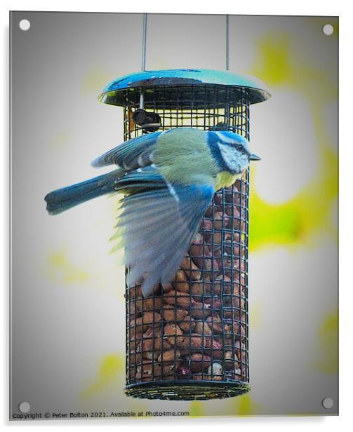 Blue Tit on a garden feeder. Acrylic by Peter Bolton