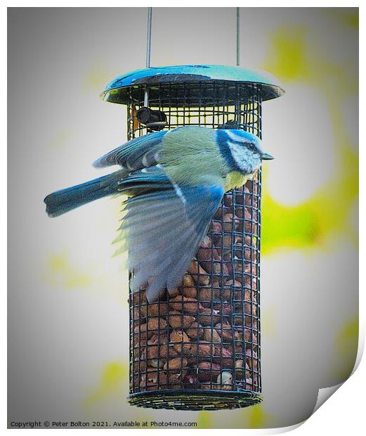 Blue Tit on a garden feeder. Print by Peter Bolton