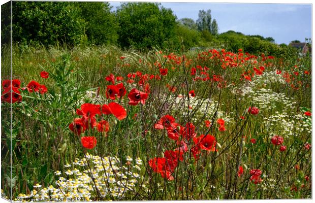 Poppies in a field at Wakering, Essex, UK. Canvas Print by Peter Bolton