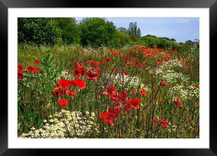Poppies in a field at Wakering, Essex, UK. Framed Mounted Print by Peter Bolton