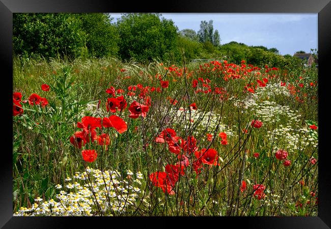 Poppies in a field at Wakering, Essex, UK. Framed Print by Peter Bolton