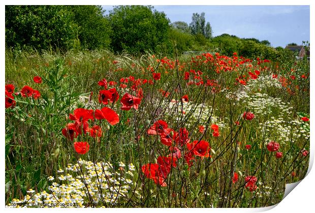 Poppies in a field at Wakering, Essex, UK. Print by Peter Bolton