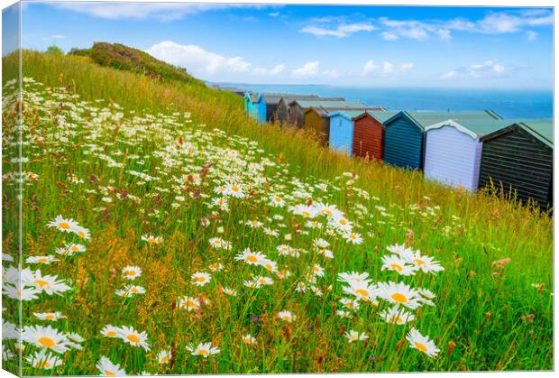 Summer daisies by the sea at Frinton-on-Sea Canvas Print by Paula Tracy