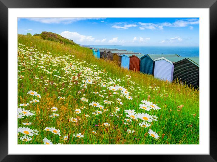 Summer daisies by the sea at Frinton-on-Sea Framed Mounted Print by Paula Tracy