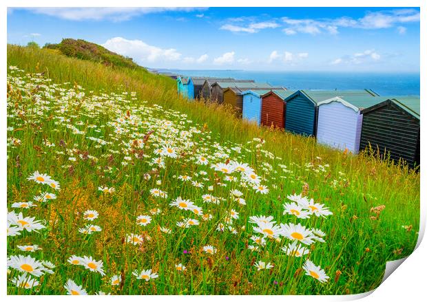 Summer daisies by the sea at Frinton-on-Sea Print by Paula Tracy