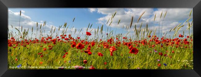 Poppy field with corn Framed Print by Melanie Viola