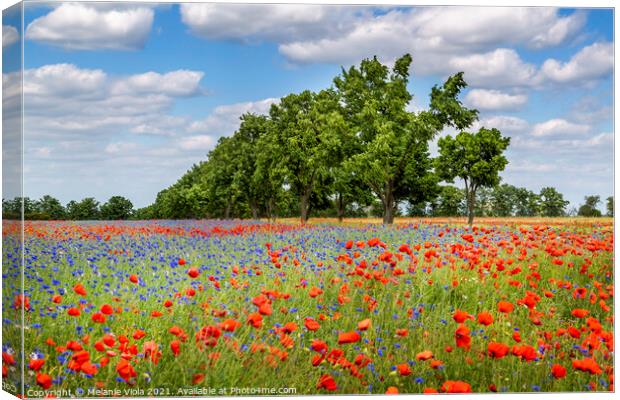 Poppy field with cornflowers and an alley Canvas Print by Melanie Viola