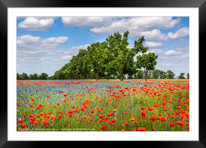 Poppy field with cornflowers and an alley Framed Mounted Print by Melanie Viola