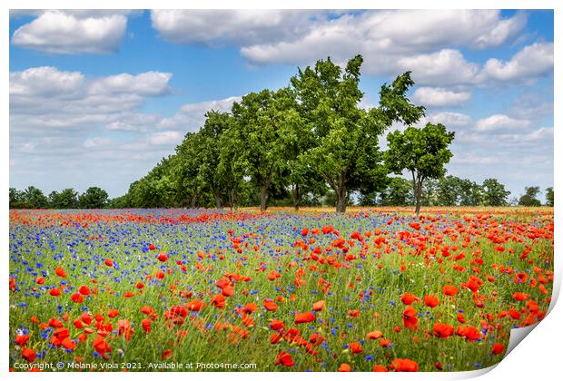 Poppy field with cornflowers and an alley Print by Melanie Viola