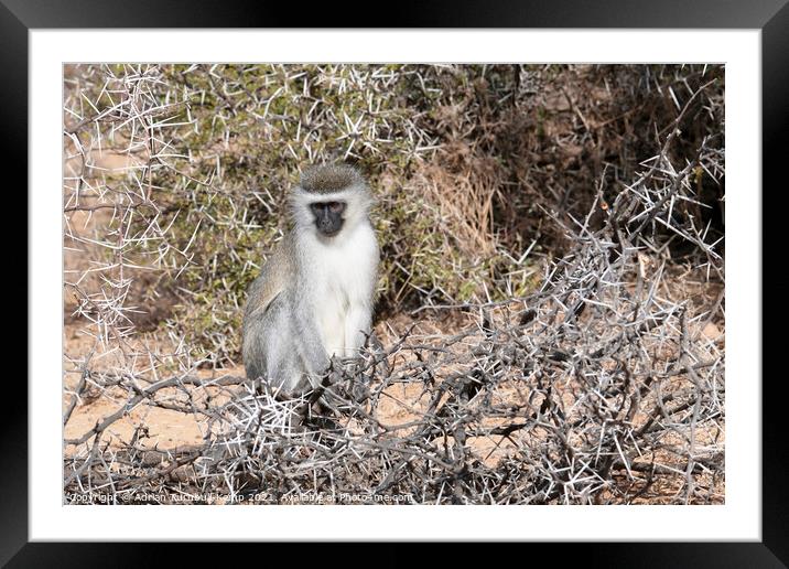 Pensive vervet monkey Framed Mounted Print by Adrian Turnbull-Kemp