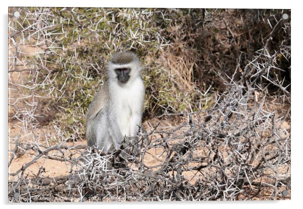 Pensive vervet monkey Acrylic by Adrian Turnbull-Kemp