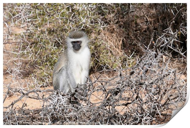 Pensive vervet monkey Print by Adrian Turnbull-Kemp