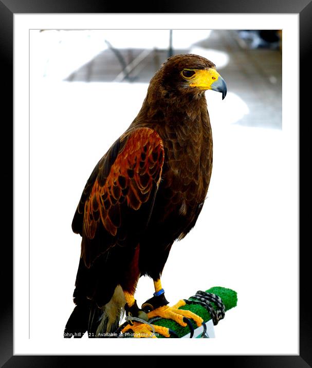 Bird of prey, Marsaxlokk, Malta. Framed Mounted Print by john hill