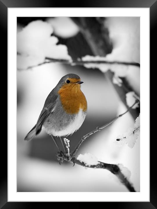 ROBIN IN THE SNOW (1) Framed Mounted Print by Anthony R Dudley (LRPS)