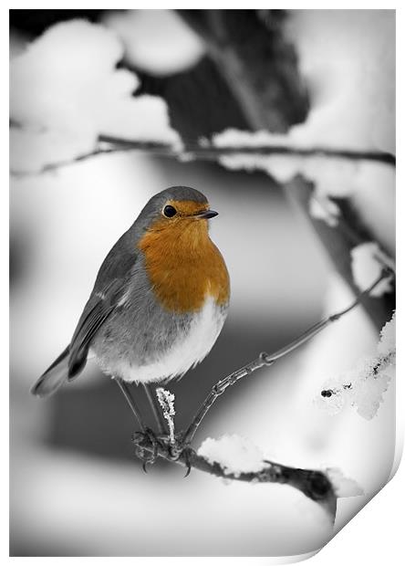 ROBIN IN THE SNOW (1) Print by Anthony R Dudley (LRPS)