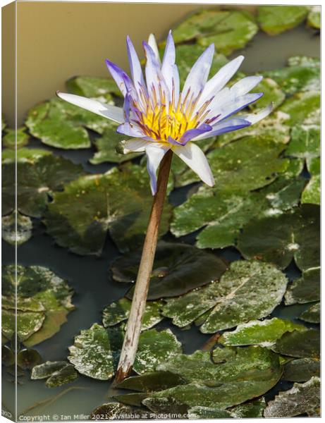 Water Lilly flowering Canvas Print by Ian Miller