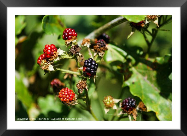 Blackberries Framed Mounted Print by Ian Miller