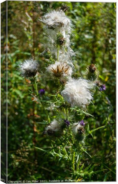 Thistle in Seed Canvas Print by Ian Miller