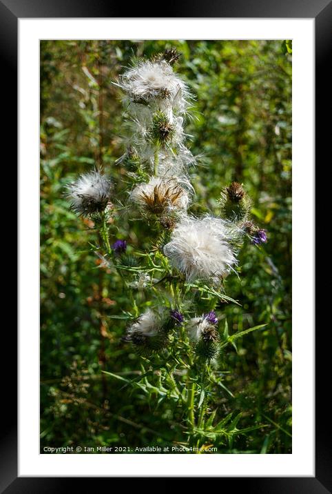 Thistle in Seed Framed Mounted Print by Ian Miller