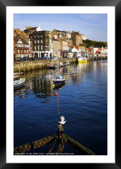 Whitby Harbour with a Gull Framed Mounted Print by Ian Miller